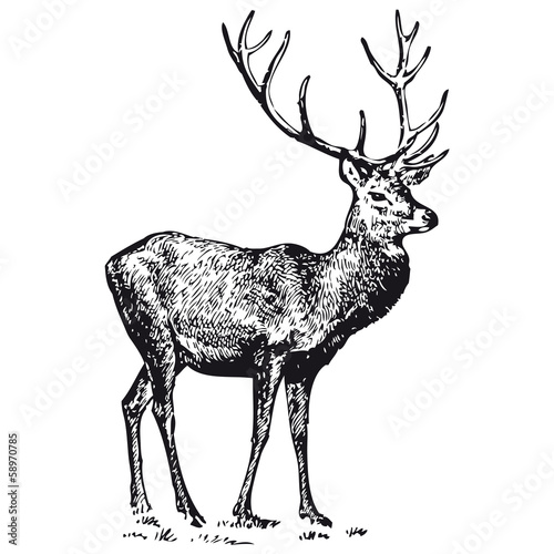 Cerf