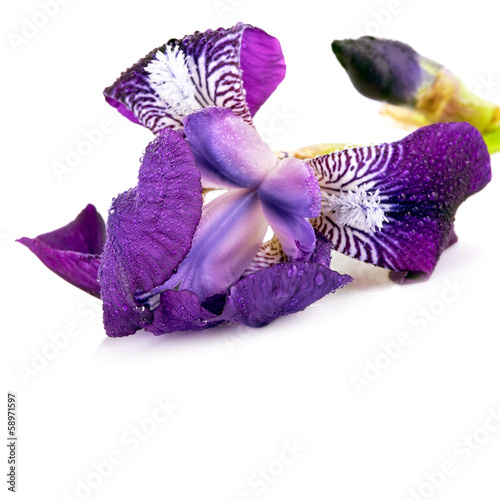 Violet Iris flower.
