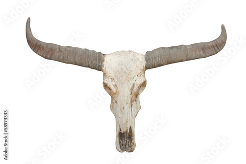 buffalo skull on isolate.