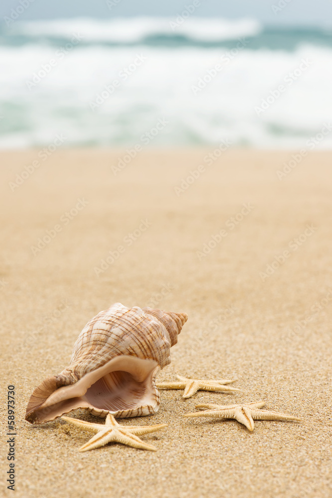 Conch shell and starfish on the beach close up Conch shell and starfish on the beach close up