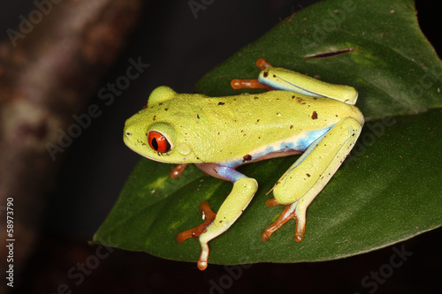 Frosch - Rotaugenlaubfrosch / Agalychnis callidryas