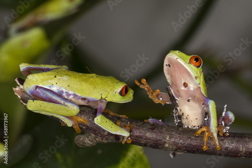 Frosch - Rotaugenlaubfrosch / Agalychnis callidryas