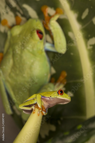 Frosch - Rotaugenlaubfrosch / Agalychnis callidryas