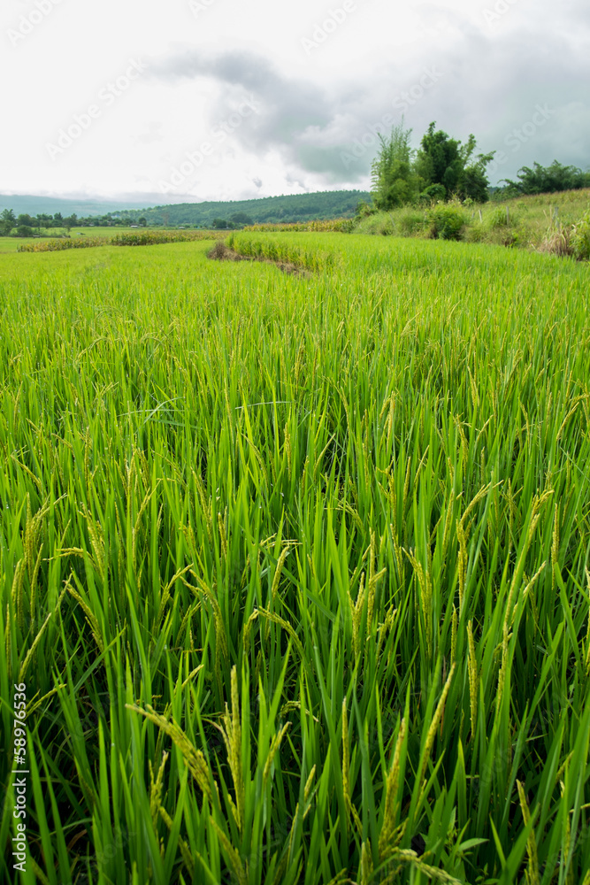 Rice terrace field in countryside at Mae Chaem, Thailand. Rice terrace field in countryside at Mae Chaem, Thailand.