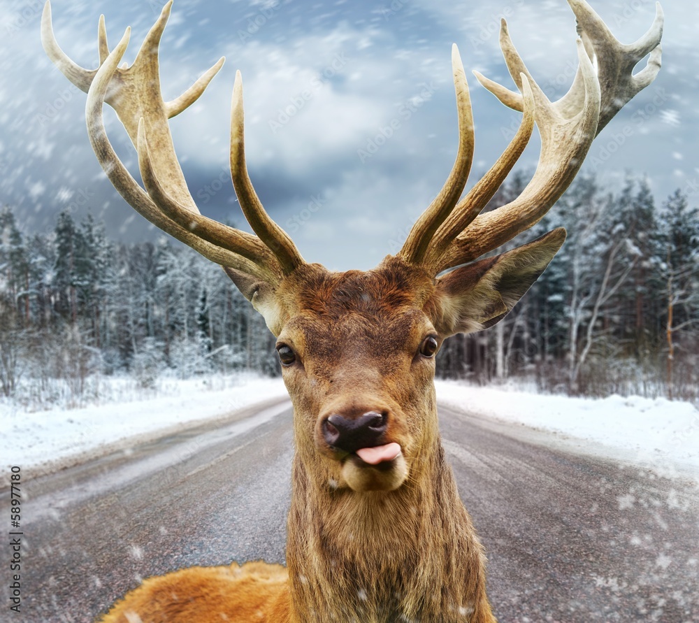 Naklejka premium Deer with beautiful big horns on a winter country road