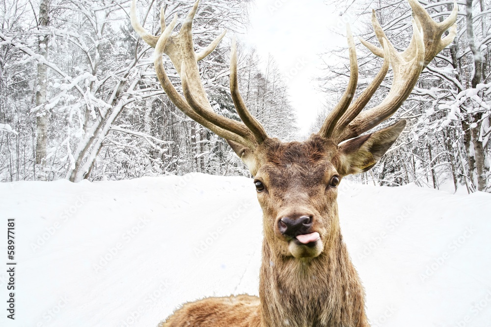 Fototapeta premium Deer with beautiful big horns on a winter country road