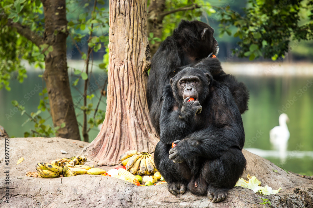Obraz premium chimpanzee in chiangmai-nightsafari chiangmai Thailand