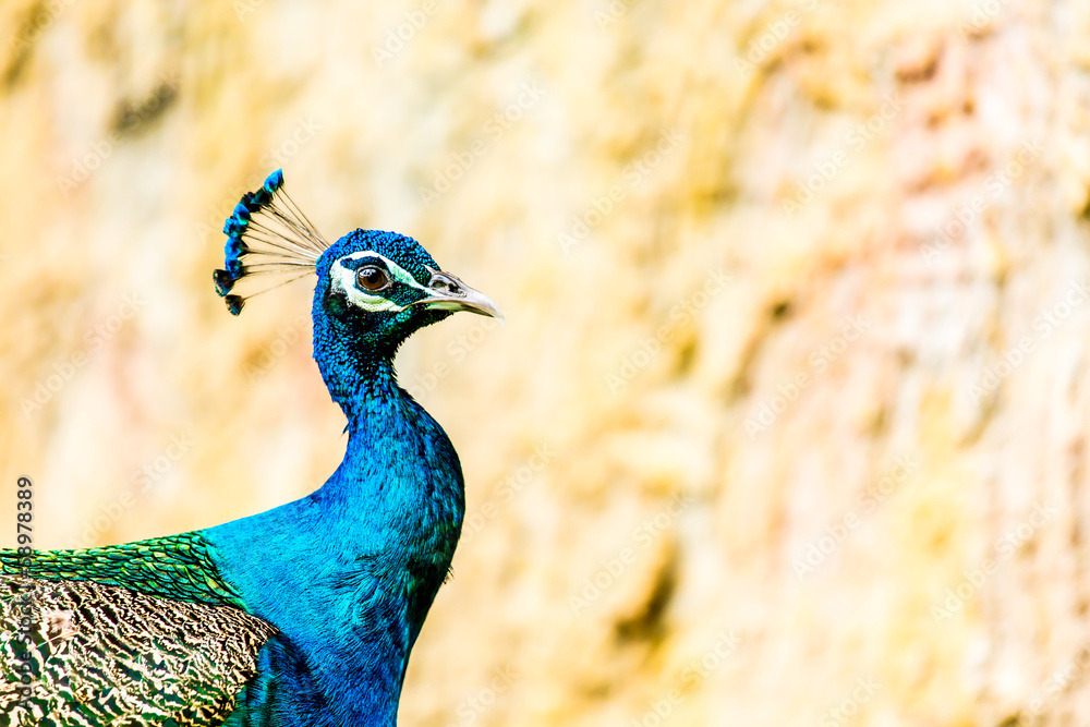peacock in chiangmai-nightsafari chiangmai Thailand peacock in chiangmai-nightsafari chiangmai Thailand