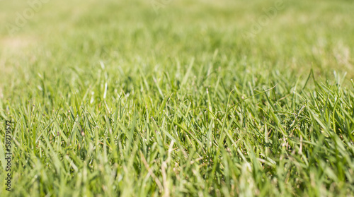 Textured background of green grass
