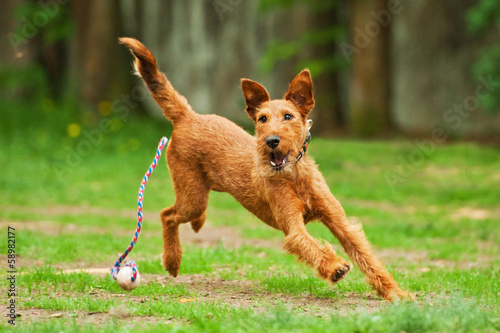 Valokuva Irish terrier playing with ball