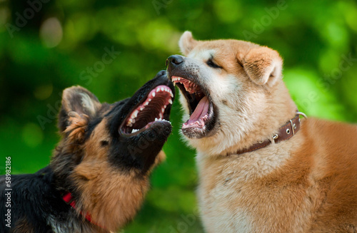 Print op canvas Two dogs fighting