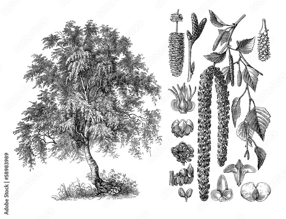 Fototapeta premium Tree : Willow - Saule - Weifsbirke