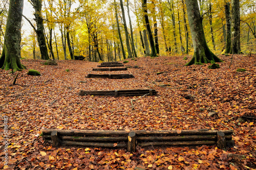 autumn forest with wooden stairs