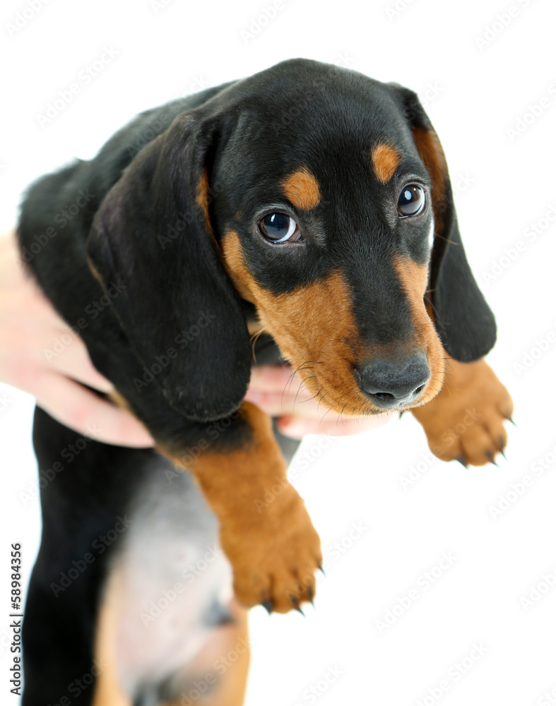 Cute dachshund puppy, isolated on white