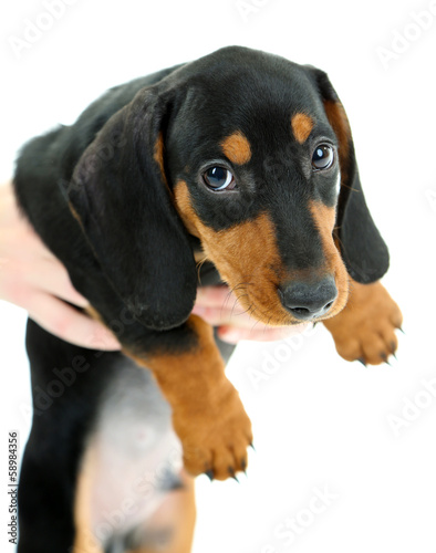 Cute dachshund puppy, isolated on white © Africa Studio