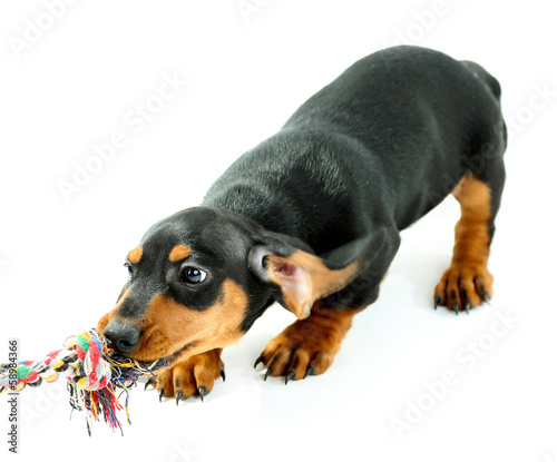 Cute dachshund puppy, isolated on white