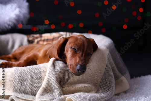 Little cute dachshund puppy on Christmas background