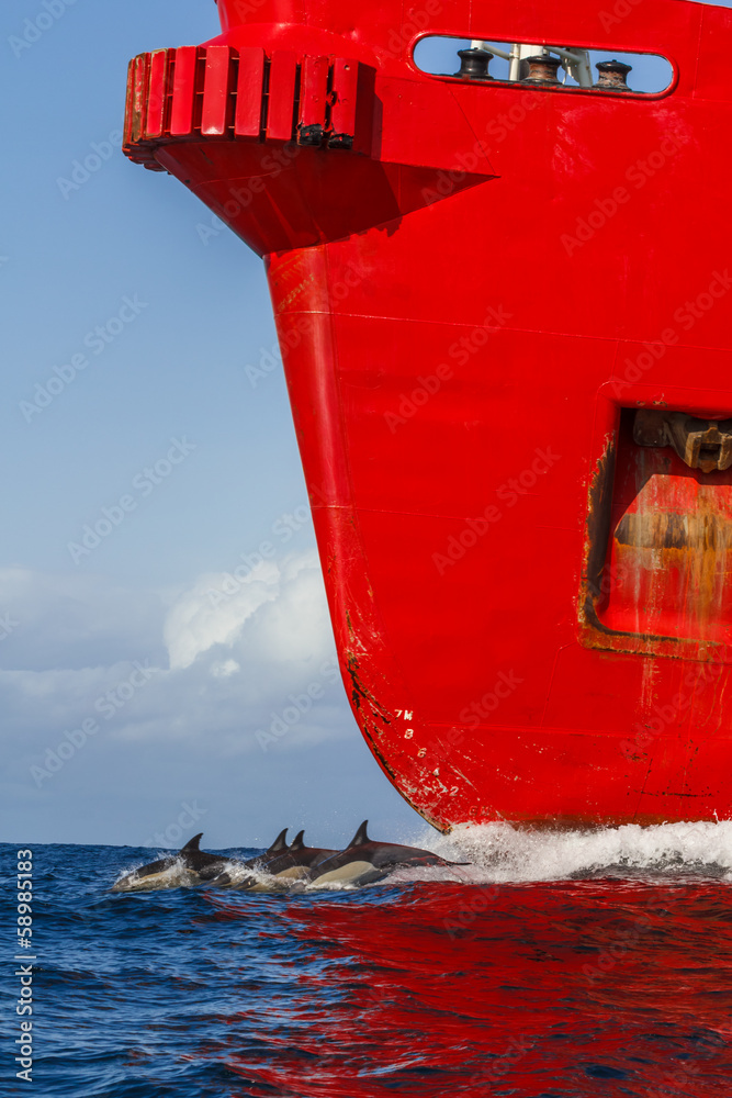 Obraz premium Dolphin and red cargo ship,South Africa