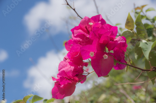 グアムのブーゲンビリア