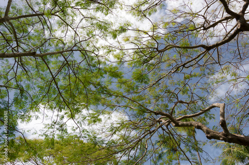 グアムのホウオウボク