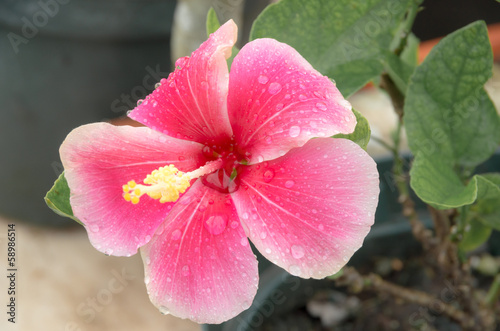 グアムのスコール後のハイビスカス