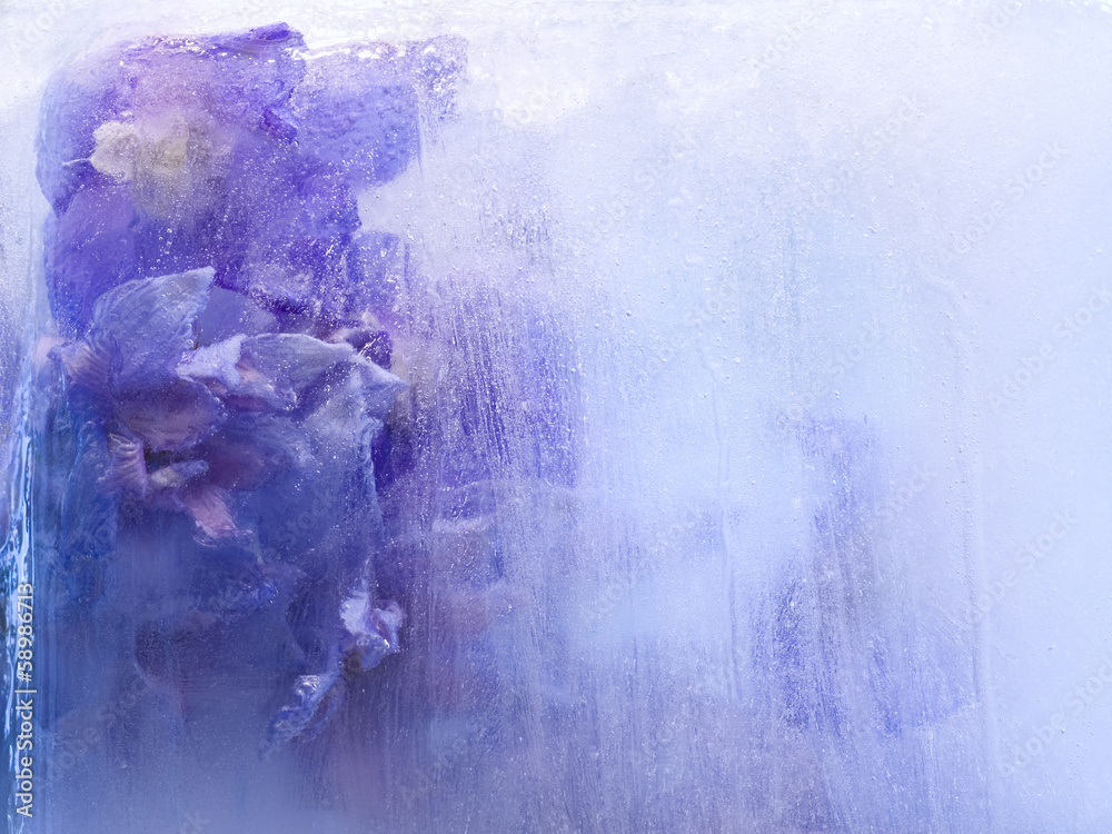 Obraz premium Background of delphinium flower frozen in ice