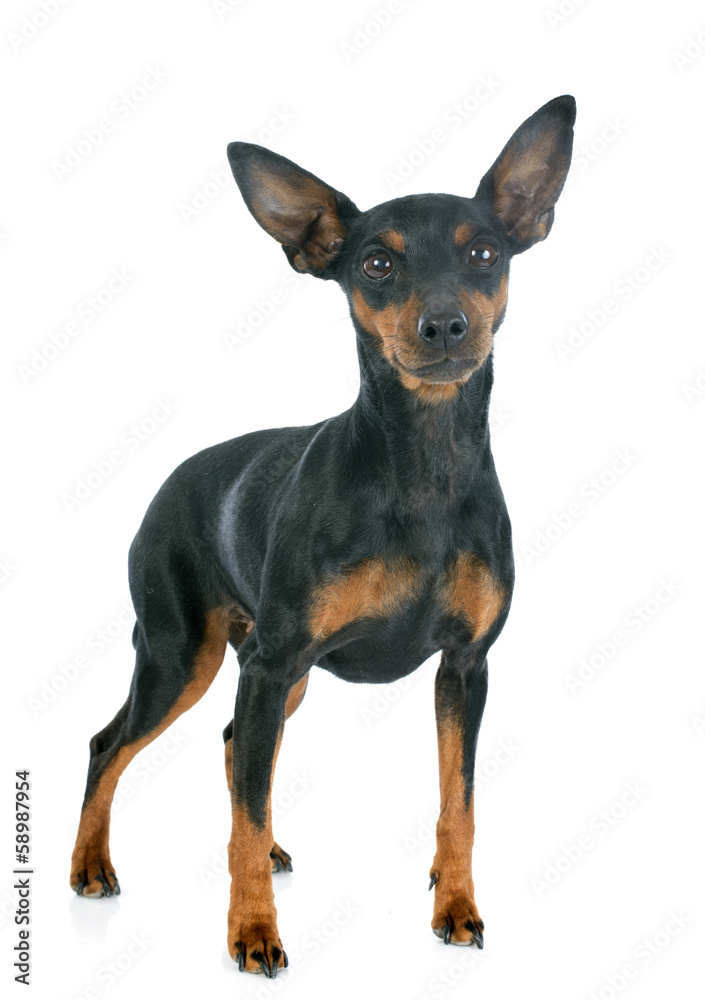 miniature pinscher miniature pinscher