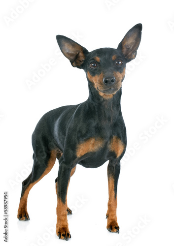 miniature pinscher