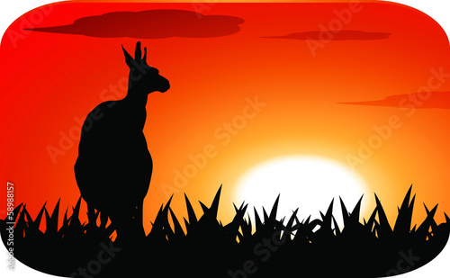 kangaroo at sunset