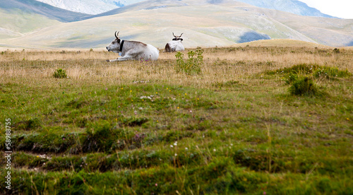 vallata montagna italia con animali