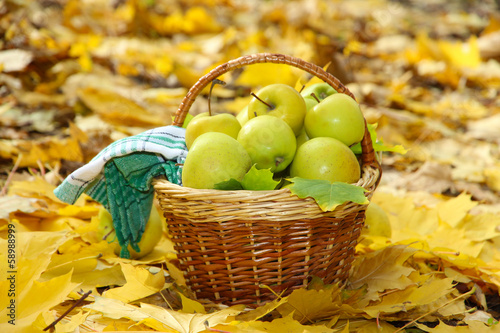 basket of fresh ripe apples in garden on autumn leaves
