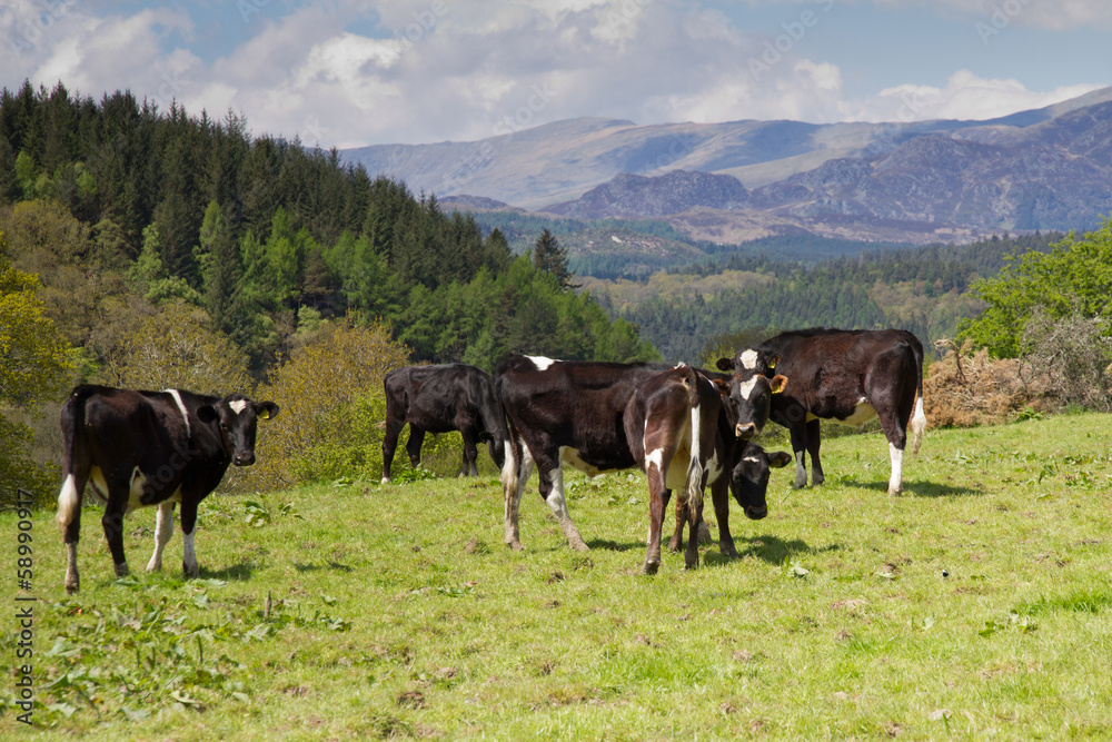 Grazing with a view. Grazing with a view.