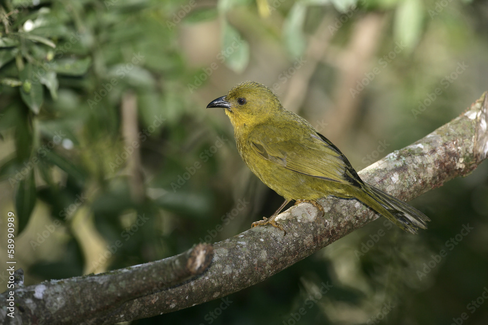 Olive-green tanager, Orthogonys chloricterus