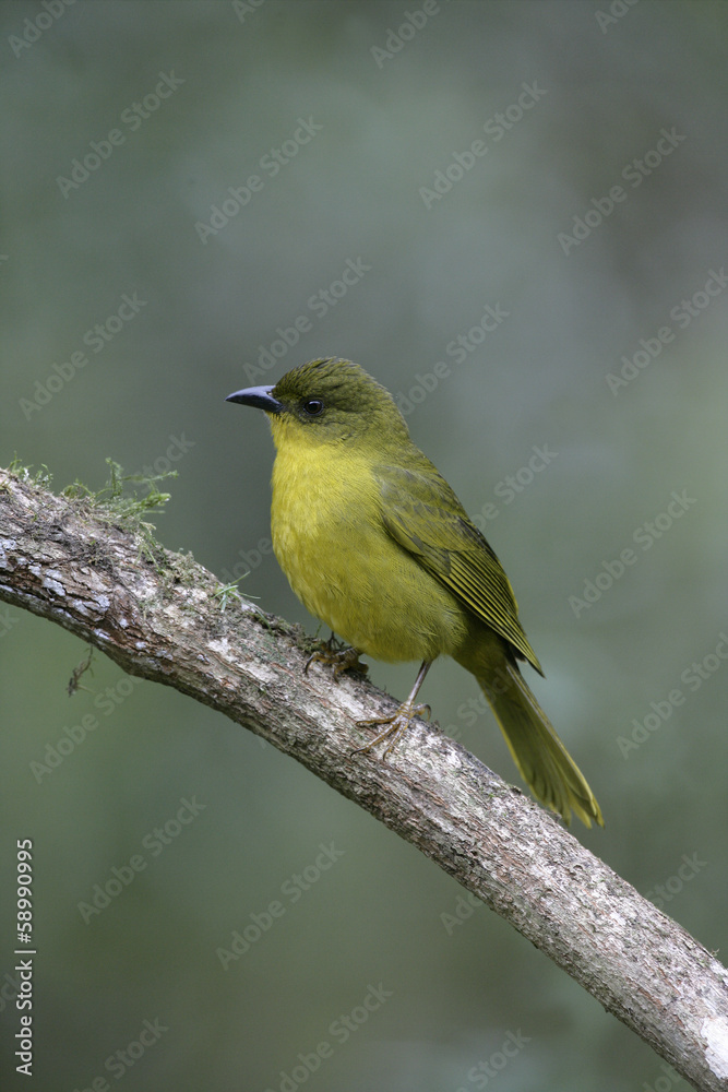 Olive-green tanager, Orthogonys chloricterus Olive-green tanager, Orthogonys chloricterus