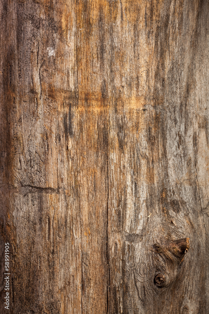Fototapeta premium wood texture