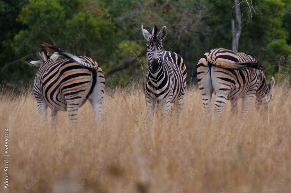 Fototapeta premium zebra back