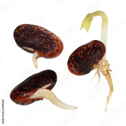 Vászonkép macro germinating bean isolated on white background (set)