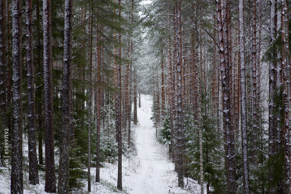 Beautiful landscape of the forest on a cold winter day with coni Beautiful landscape of the forest on a cold winter day with coni