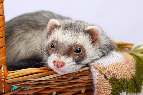 Sable ferret in basket