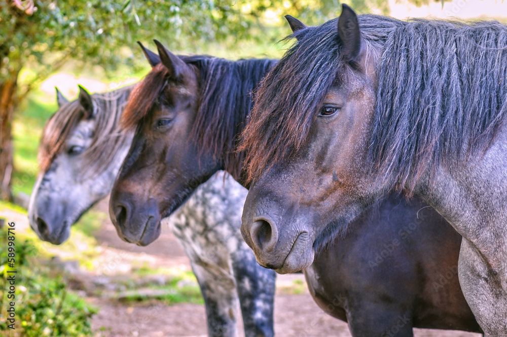 Fototapeta premium Tree horses standing in a row