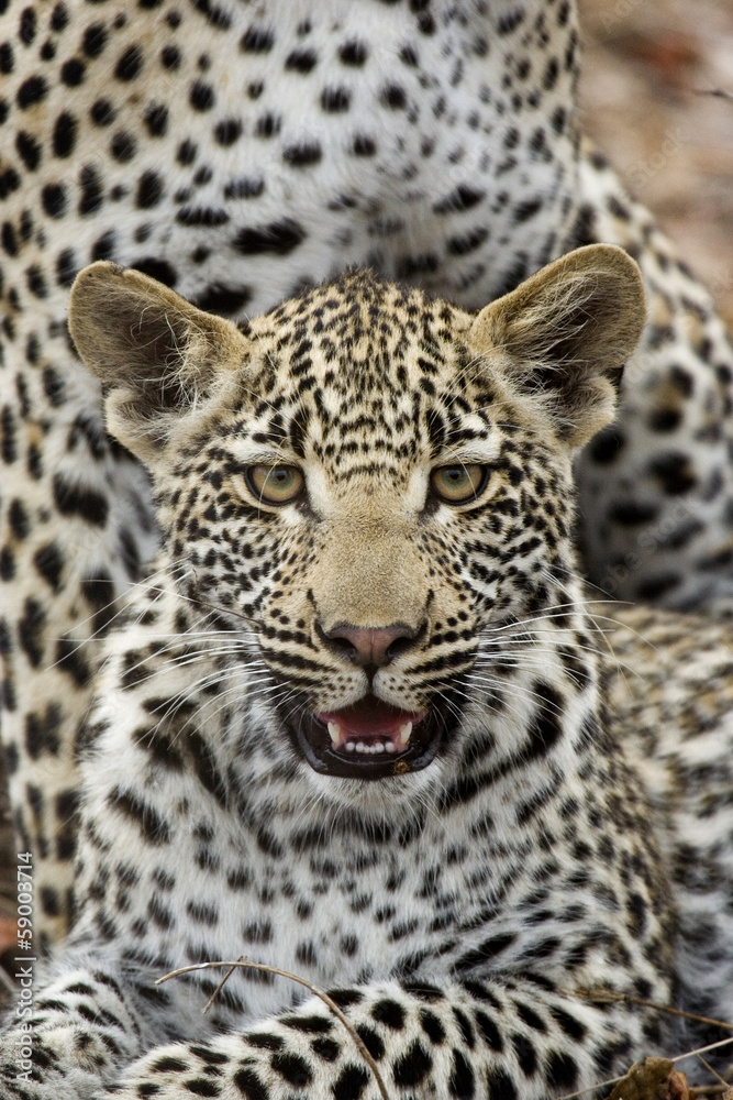 Leopard and cubs Leopard and cubs