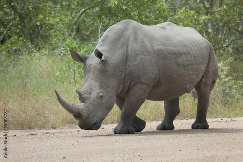 White Rhino bull