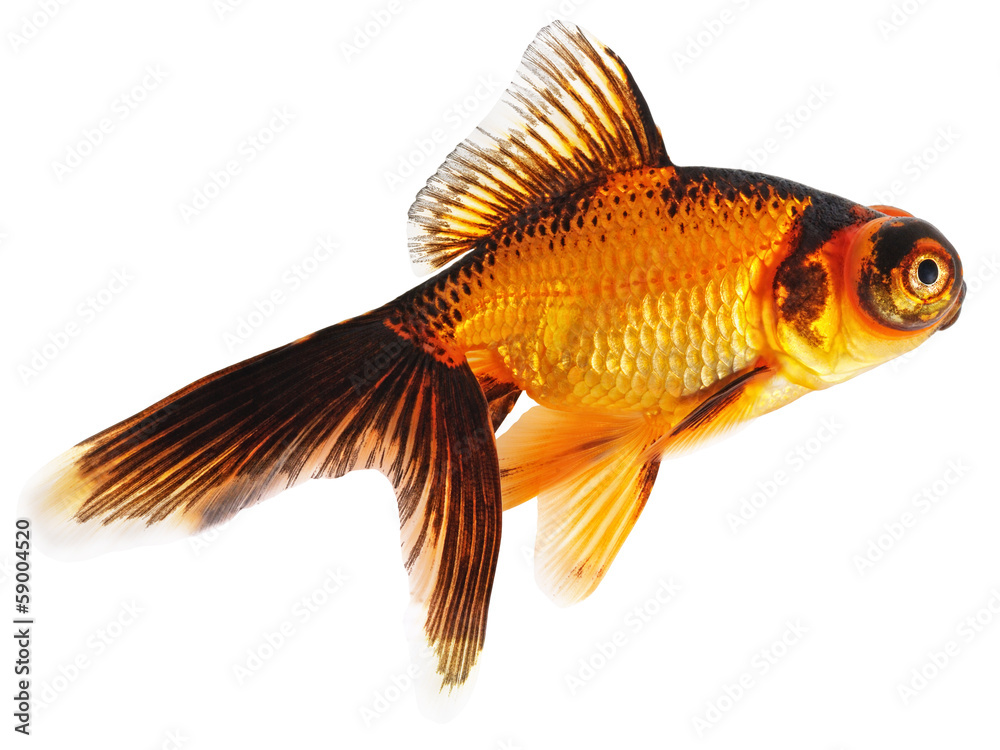 Gold Fish on White Background