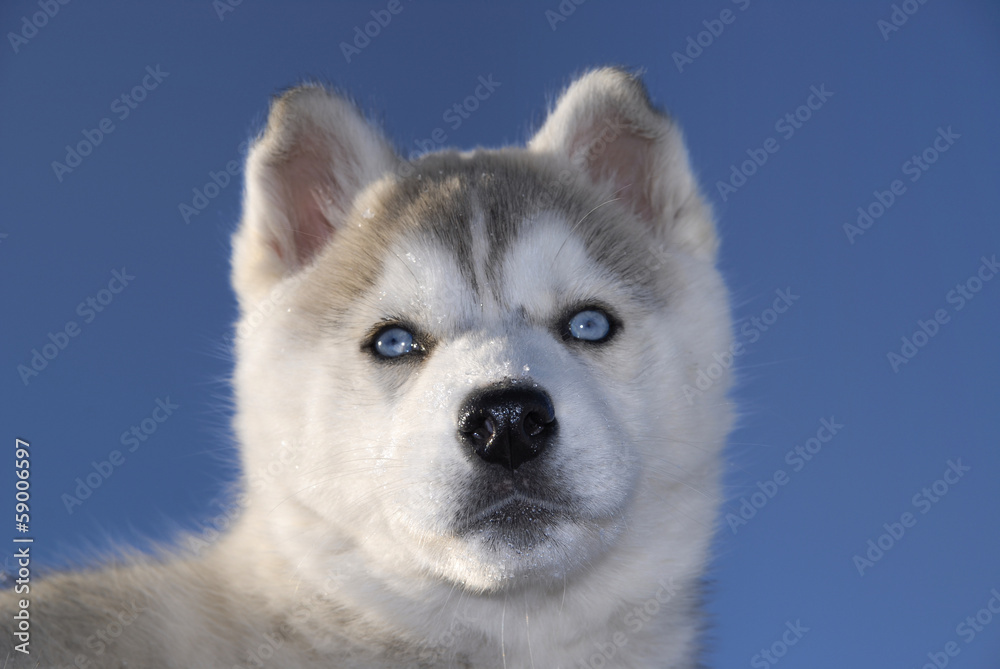 husky in winter husky in winter
