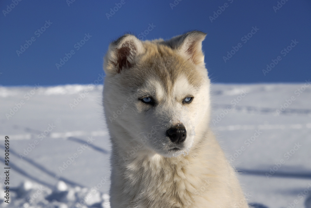 husky in winter