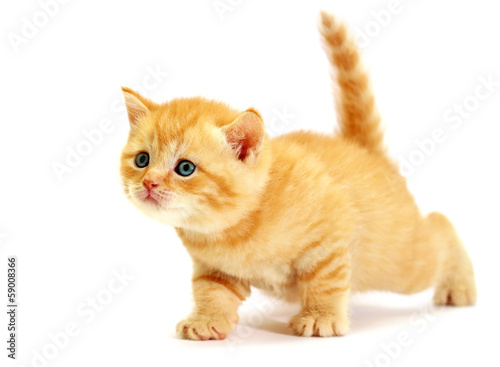 Striped scottish kitten. Kitten on a white background.