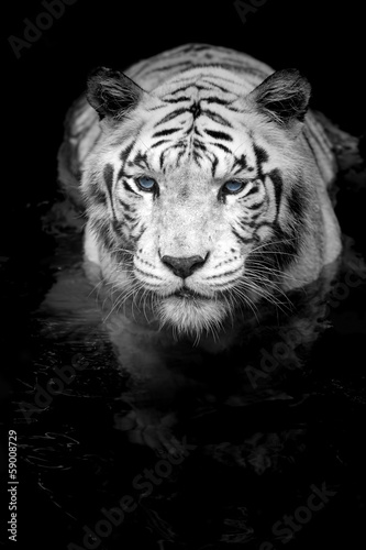 White Tiger #59008729