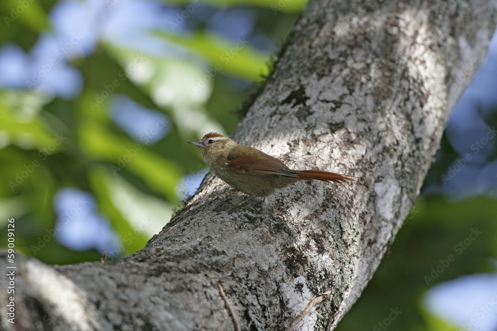 Pallid spinetail, Cranioleuca pallida Pallid spinetail, Cranioleuca pallida