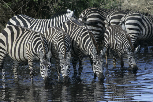 Plains zebra  Equus quaggai