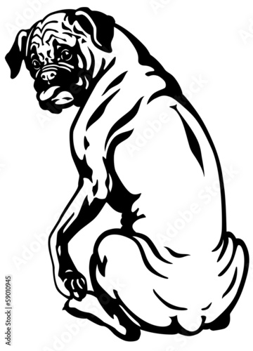 boxer dog black white